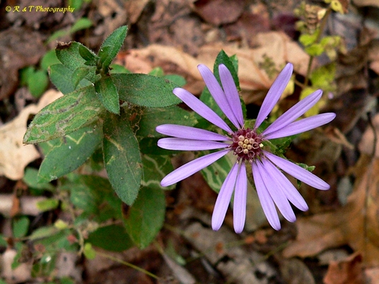{Symphyotrichum georgianum}
